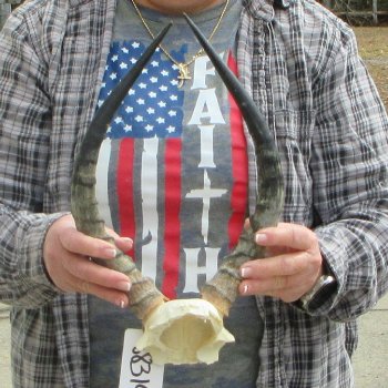 B-Grade 14" Impala Skull Plate and Horns 