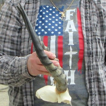 B-Grade 14" Impala Skull Plate and Horns 