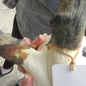 B-Grade 14" Impala Skull Plate and Horns 