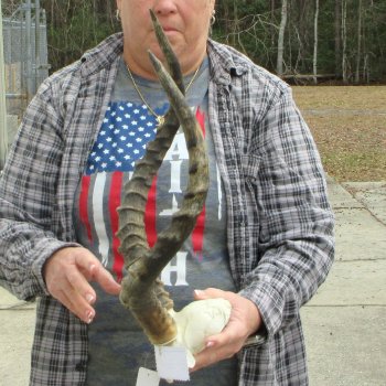 20" Impala Skull Plate and Horns  