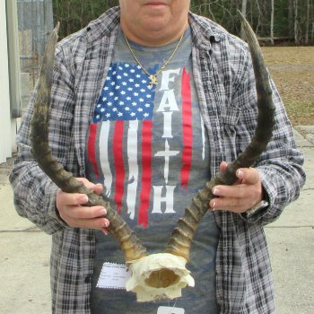 20" Impala Skull Plate and Horns  