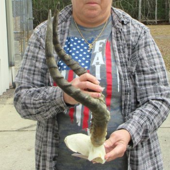 20" Impala Skull Plate and Horns  