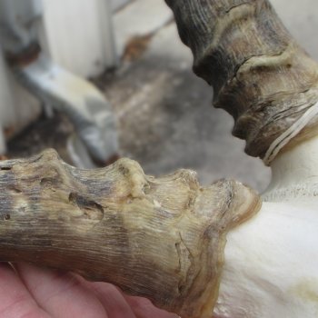 20" Impala Skull Plate and Horns  