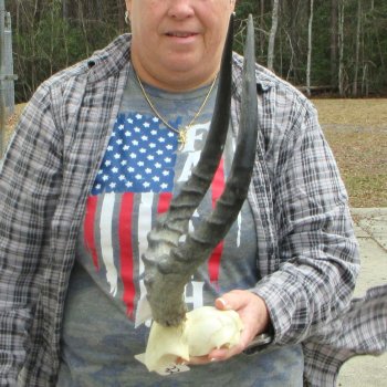 17" Impala Skull Plate and Horns  