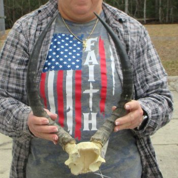 17" Impala Skull Plate and Horns  