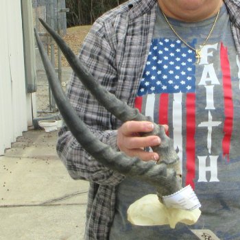 17" Impala Skull Plate and Horns  