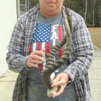 20" Impala Skull Plate and Horns  