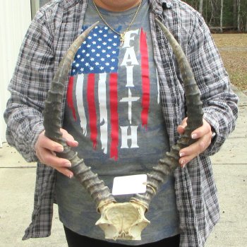 20" Impala Skull Plate and Horns  