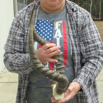 20" Impala Skull Plate and Horns  