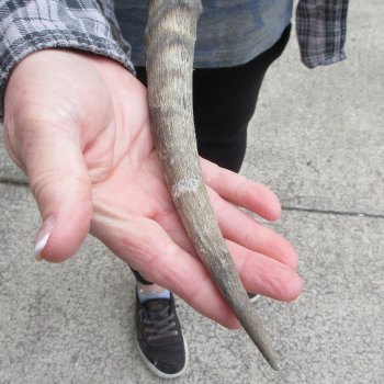 20" Impala Skull Plate and Horns  