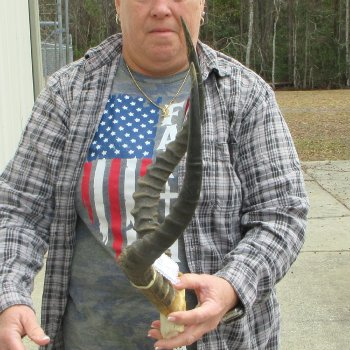 18" Impala Skull Plate and Horns  