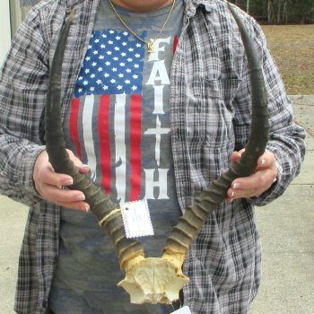 18" Impala Skull Plate and Horns  