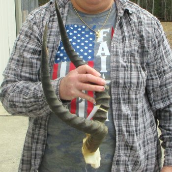 18" Impala Skull Plate and Horns  