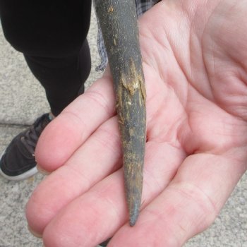 18" Impala Skull Plate and Horns  