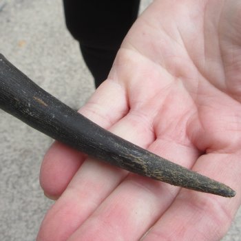 18" Impala Skull Plate and Horns  