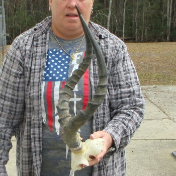 21" Impala Skull Plate and Horns  