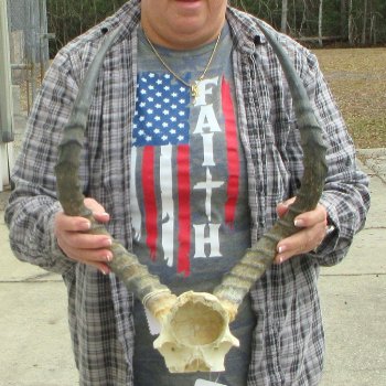 21" Impala Skull Plate and Horns  