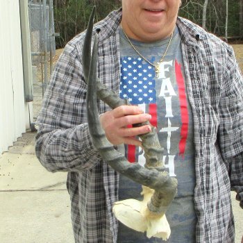 21" Impala Skull Plate and Horns  