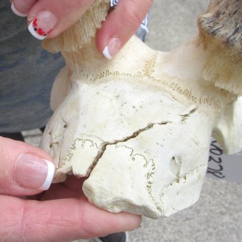 21" Impala Skull Plate and Horns  