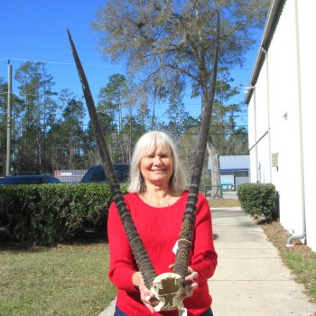 Gemsbok Skull Plate with 36" and 37" Horns