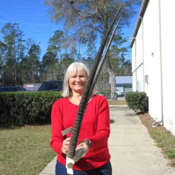 Gemsbok Skull Plate with 36" and 37" Horns