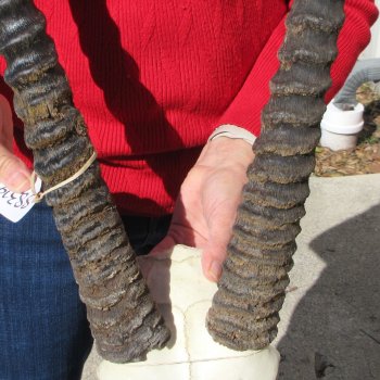 Gemsbok Skull Plate with 36" and 37" Horns