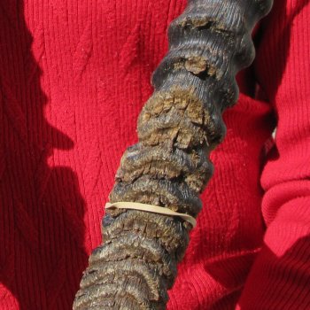 Gemsbok Skull Plate with 36" and 37" Horns