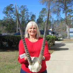 Gemsbok Skull Plate...