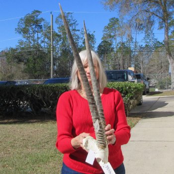 Gemsbok Skull Plate with 28" & 29" Horns