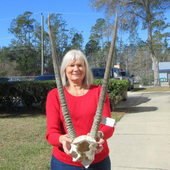 Gemsbok Skull Plate with 28" & 29" Horns