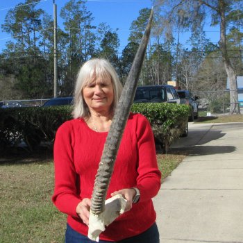 Gemsbok Skull Plate with 28" & 29" Horns