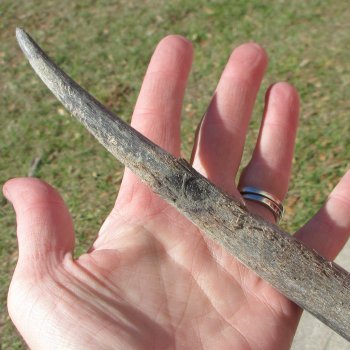 Gemsbok Skull Plate with 28" & 29" Horns