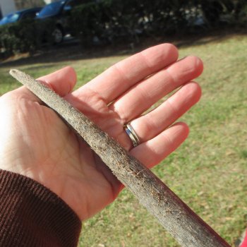 Gemsbok Skull Plate with 28" & 29" Horns