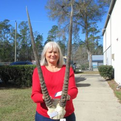 Gemsbok Skull Plate...