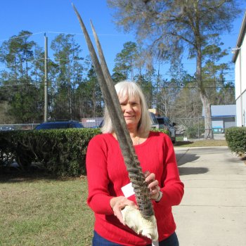 Gemsbok Skull Plate with 31" & 32" Horns