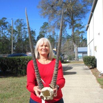 Gemsbok Skull Plate with 31" & 32" Horns