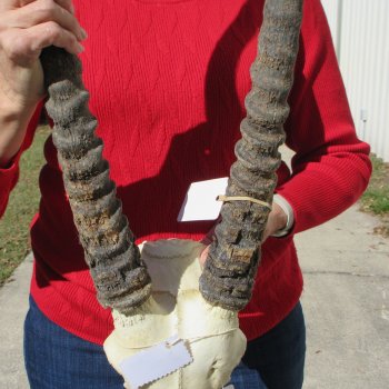 Gemsbok Skull Plate with 31" & 32" Horns