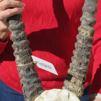 Gemsbok Skull Plate with 31" & 32" Horns