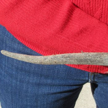 Gemsbok Skull Plate with 31" & 32" Horns