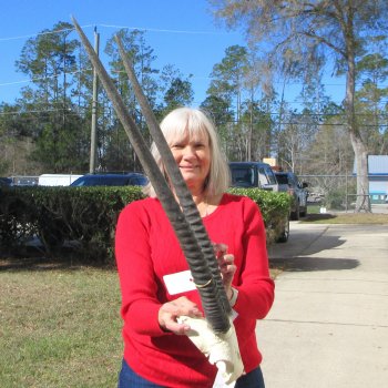 B-Grade Gemsbok Skull Plate with 28" & 29" Horns