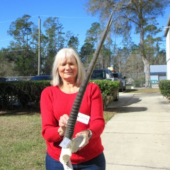 B-Grade Gemsbok Skull Plate with 28" & 29" Horns