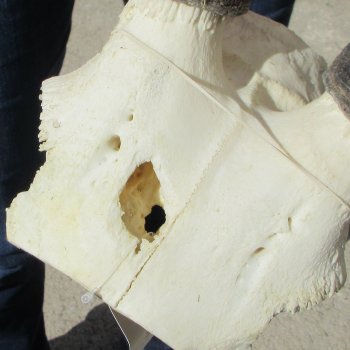 B-Grade Gemsbok Skull Plate with 28" & 29" Horns