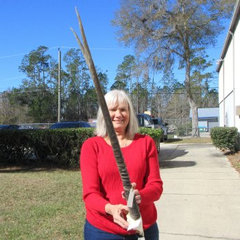 Gemsbok Skull Plate with 35" Horns