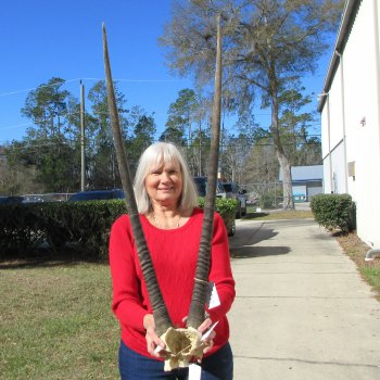 Gemsbok Skull Plate with 35" Horns