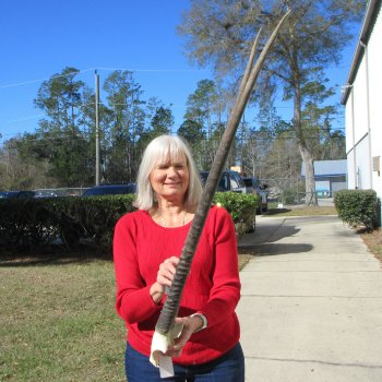 Gemsbok Skull Plate with 35" Horns