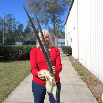 15" Gemsbok Skull with 33" Horns 