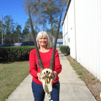 15" Gemsbok Skull with 33" Horns 