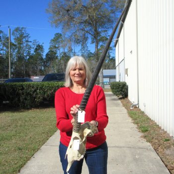 15" Gemsbok Skull with 33" Horns 