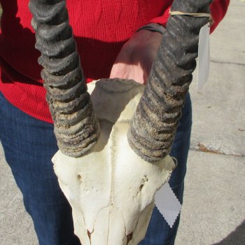 15" Gemsbok Skull with 33" Horns 