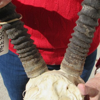 15" Gemsbok Skull with 33" Horns 